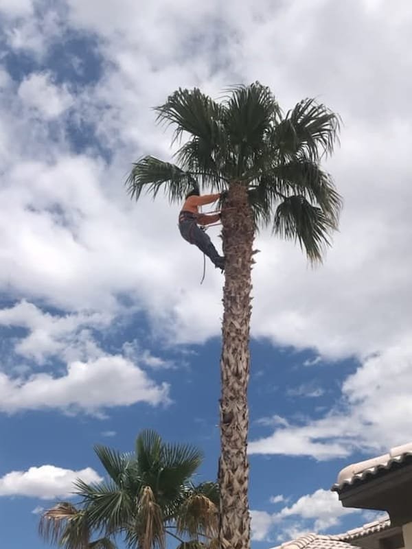 A Jomass Landscaping climber roped into the trunk of a tall fan palm, pruning the crown.